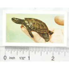 1960 Horniman's Tea card Pets No. 39 Pond Tortoise