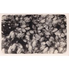 Hops Plantation Vintage Real Photo Old Postcard