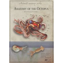 Octopus anatomy 1 Poster Canvas Movie Film Print A0 A1 A2 A3 A4 A5 A6 Art Wall D