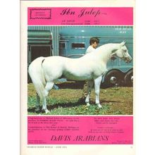 davis arabians 1972 ibn julep stormy lord alexis stud horse vintage ad