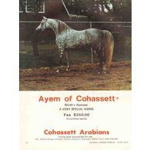 cohassett arabians 1972 ayem rifraff rumnani stud horse vintage ad