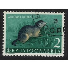 Yugoslavia European Souslik Wild Animal 1954 Canc SG#765 MI#738