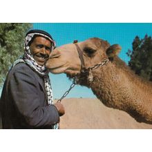 Jordan A Bedouin & His Camel Postcard