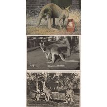 Kangaroo's At Koala Sydney Park Australia 3x Old Postcard s