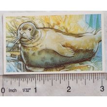 Brooke Bond Going Wild No. 5 Mediterranean Monk Seal Wildlife Survival Challenge