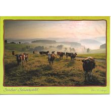 Cattle in Schwarzwald, Black Forest, Germany - Photographic Postcard, Cows