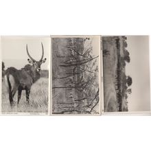 East African Game Waterbuck Buffalo 3x Real Photo Postcard s