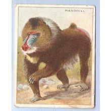 Tobacco Card ~ Company: American Tobacco Company Brand: Hassan Cork Tip Ci~69