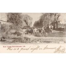 River Street Potchefstroom South Africa Farming Old Postcard