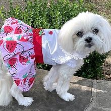 Strawberry Picnic Harness Dress with Matching Leash Large