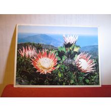 PROTEAS FLOWER, TABLE MOUNTAIN, CAPE TOWN, SOUTH AFRICA used postcard 1983 pm =