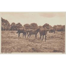 New Forest Ponies New Forest Hampshire Postcard (QHAM206)