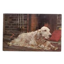 ENGLISH SETTER dog vintage used postcard 1982 postmark =