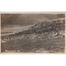 Sea Lions At Peru Bay Antique Sea Lion Real Photo Postcard