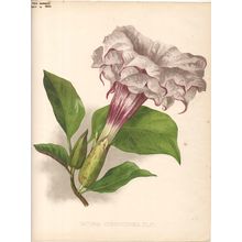 DATURA CORNUCOPOEA - BRUGMANSIA 1894 Guillaume Severeyns CHROMOLITHOGRAPH
