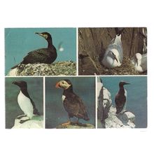 BIRDS OF THE FARNE ISLANDS used postcard 1988 #