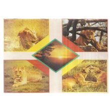 multiview, LIONS, EAST AFRICA unused vintage postcard =