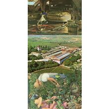 Cavas Codornu Spanish Wine Caves 3x Postcard s