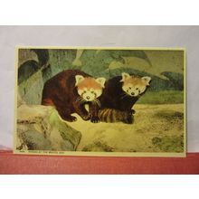 PANDAS, BRISTOL ZOO, BRISTOL unused postcard by Harvey Barton in 1960 =