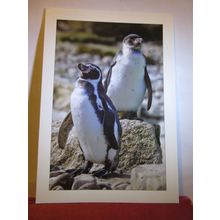 HUMBOLDT PENGUINS, COTSWOLD WILDLIFE PARK, BURFORD unused postcard =