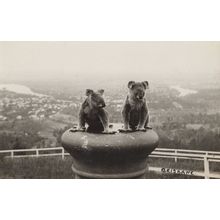 Koala Brisbane Antique Real Photo Brave Bears Australia Postcard