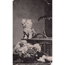 A Type Of Persian Beauty Kitten Cat Real Photo Old Postcard