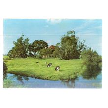 FRIESLAND CATTLE, HOLLAND unused vintage postcard =