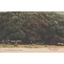 Wonderboom Pretoria Antique South Africa Postcard