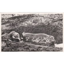 ED 205 ATLANTIC GREY SEAL WITH CALF. FARNE ISLANDS . RP POSTCARD