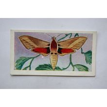 1958 Swettenham tea card Butterflies & Moths No. 21 Eastern Elephant Hawk Moth