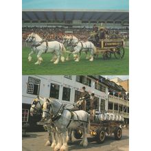 Whitbread Shires On Show At Work Horses 2x Postcard s