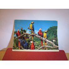 COLOURFUL MACAW PARROTS unused postcard by John Hinde =