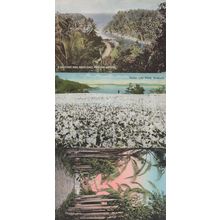 Easter Lily Field Jamaica Royal Palms 3x Postcard s