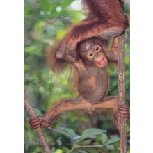 Orangutan Monkey Ladder Tree Animal Circus Stunt Comic Postcard