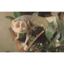 A Slender Slow Loris At London Zoo Postcard