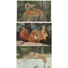 Pine Bush Squirrel Nut Cracker 3x Postcard s