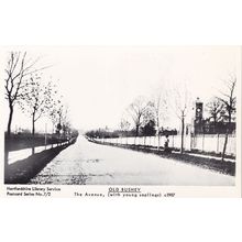 The Avenue Old Bushey Hertfordshire in 1907 Postcard