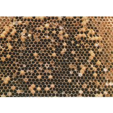 Beehive Worker Bees Hive Comb With No Fertile Queen Bee Postcard