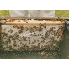 Beehive Bees Hive Full Of White Oilseed Rape Honey Postcard