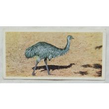 Lyons Tea card Australia No. 14 Emu