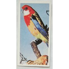 Lyons Tea card Australia No. 15 Rosella