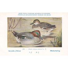 Eurasian Teal Anas Crecca Old Bird Rare Postcard