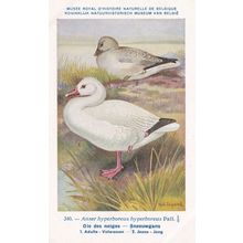 Snow Goose Anser Hyperboreus Bird Antique Rare Postcard