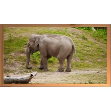 Elephant in a Natural Habitat A3 Pine