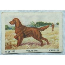 Australian Vitabrits Weeties Tailwaggers 33 Irish Setter