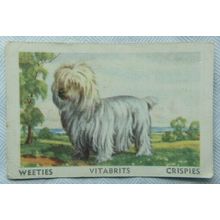 Australian Vitabrits Weeties Tailwaggers 34 Sydney Silky