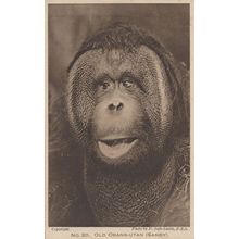 Sandy The Old Orang Utang At London Zoo Antique Postcard