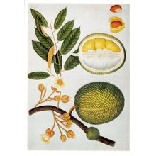 Indian Fruit Wildlife Chinese Artist India Office Library Painting Postcard
