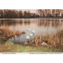Ducks Swan Birds at Blickling Norfolk Rare Village River Lake Postcard