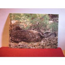 RED DEER CALF/FAWN Somerset unused postcard. Exmoor National Park =